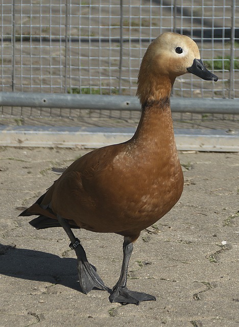 防守站位
