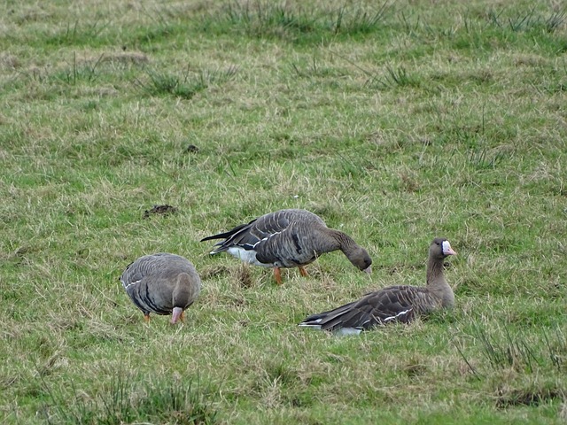 他们通常采 他们通常采
